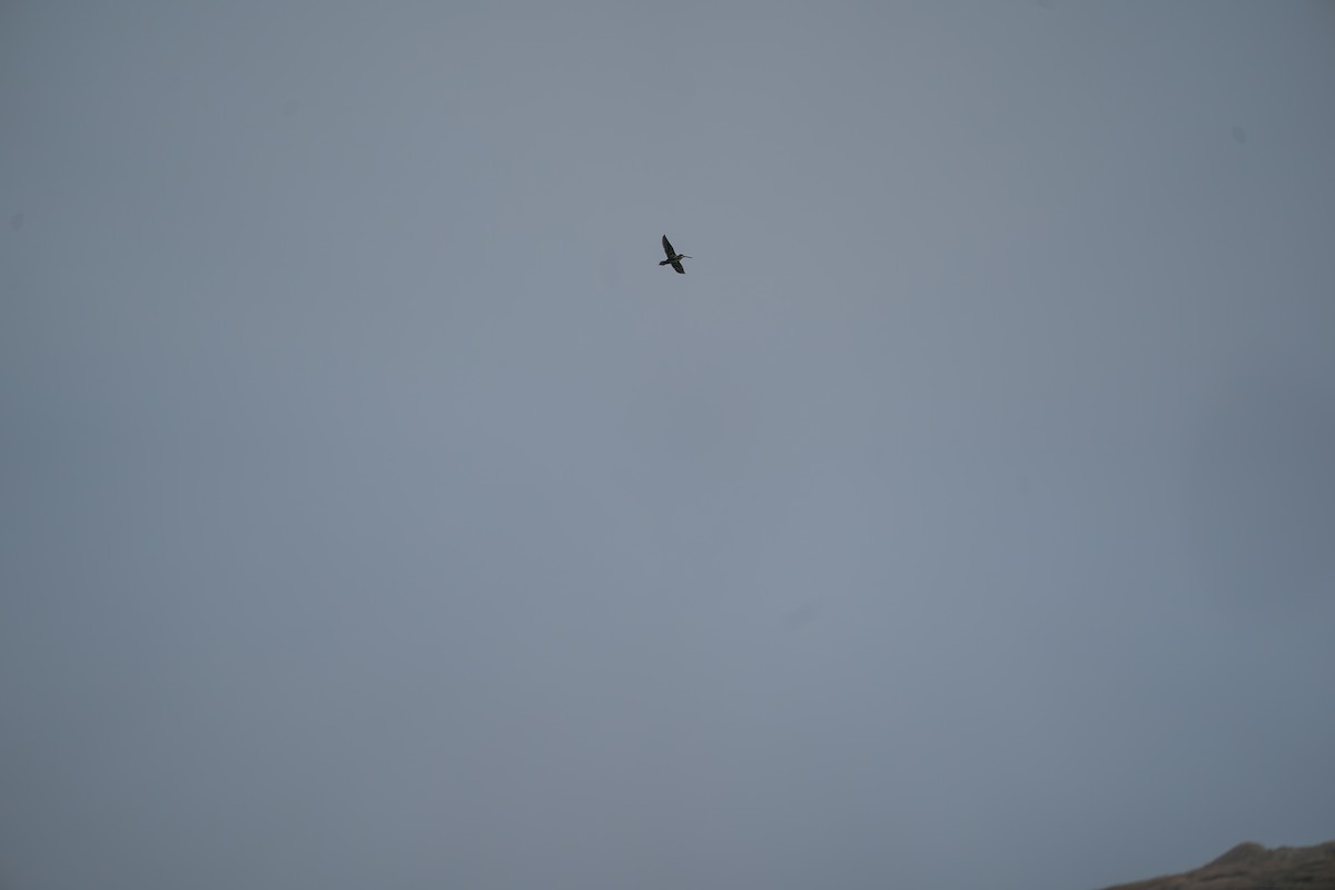 חרטומית ביצות - ML646213641