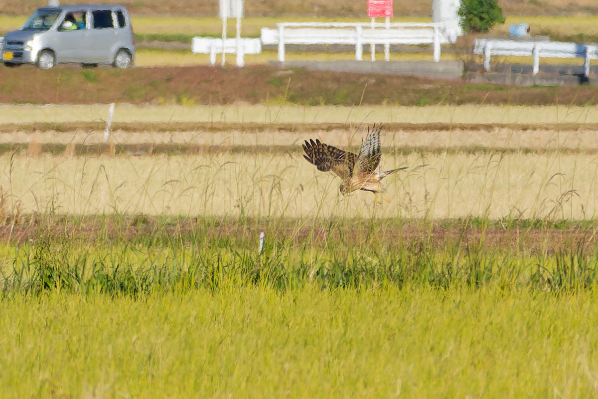 myrhauk - ML646213642