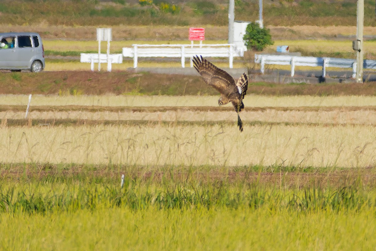 myrhauk - ML646213646