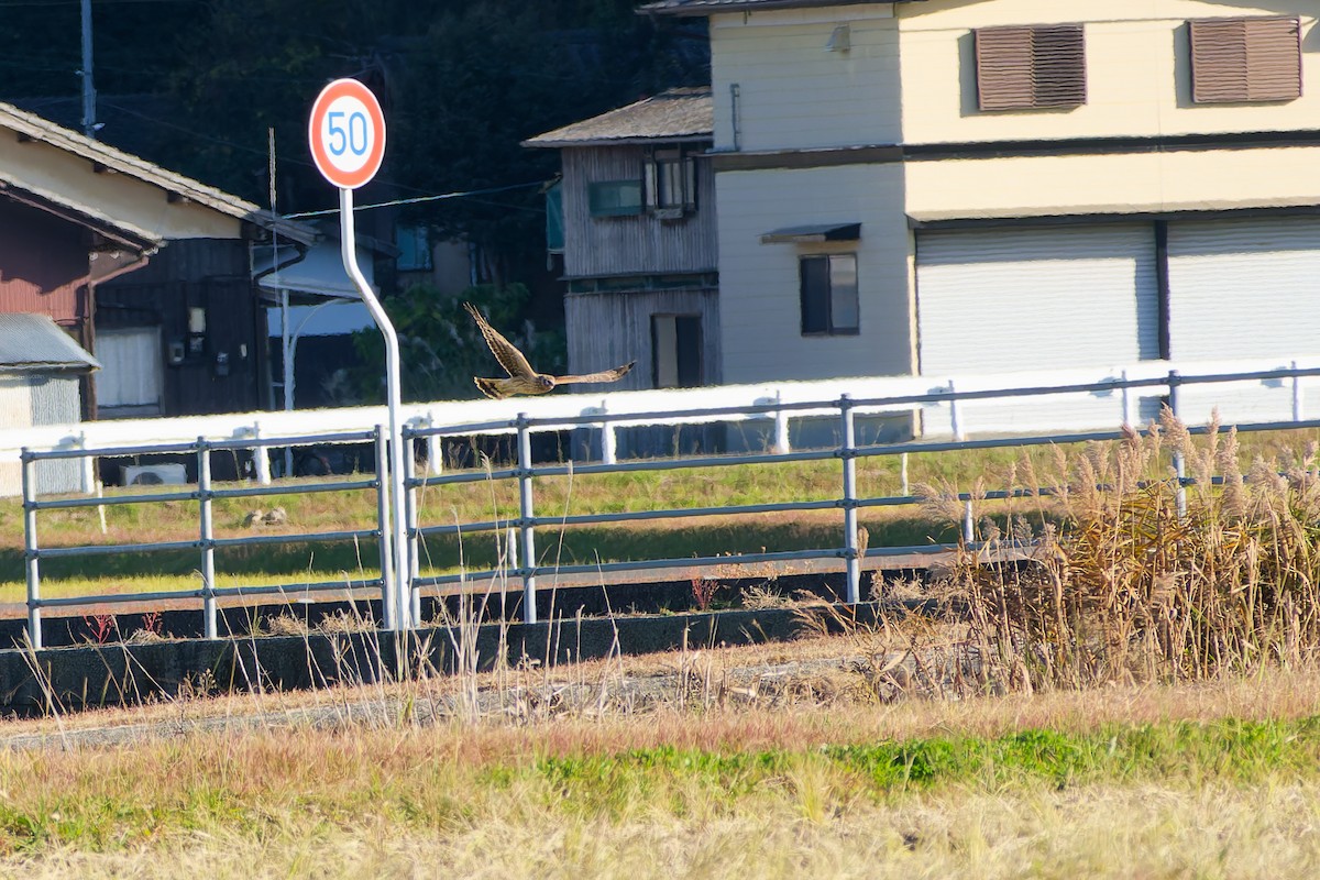 myrhauk - ML646213648