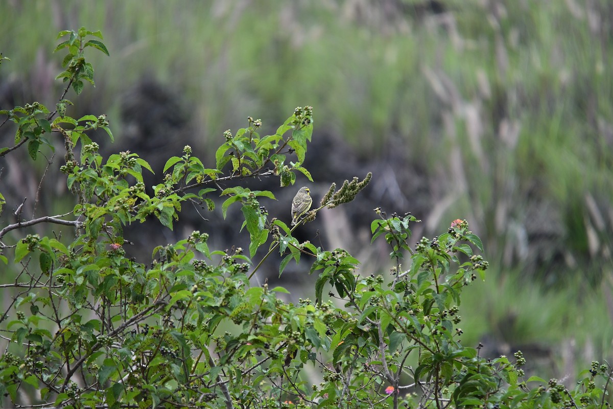 Yellow-fronted Canary - ML646213649