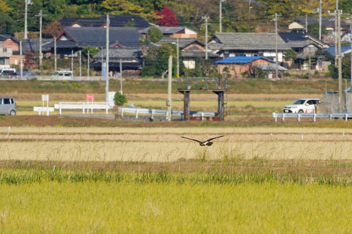 myrhauk - ML646213652