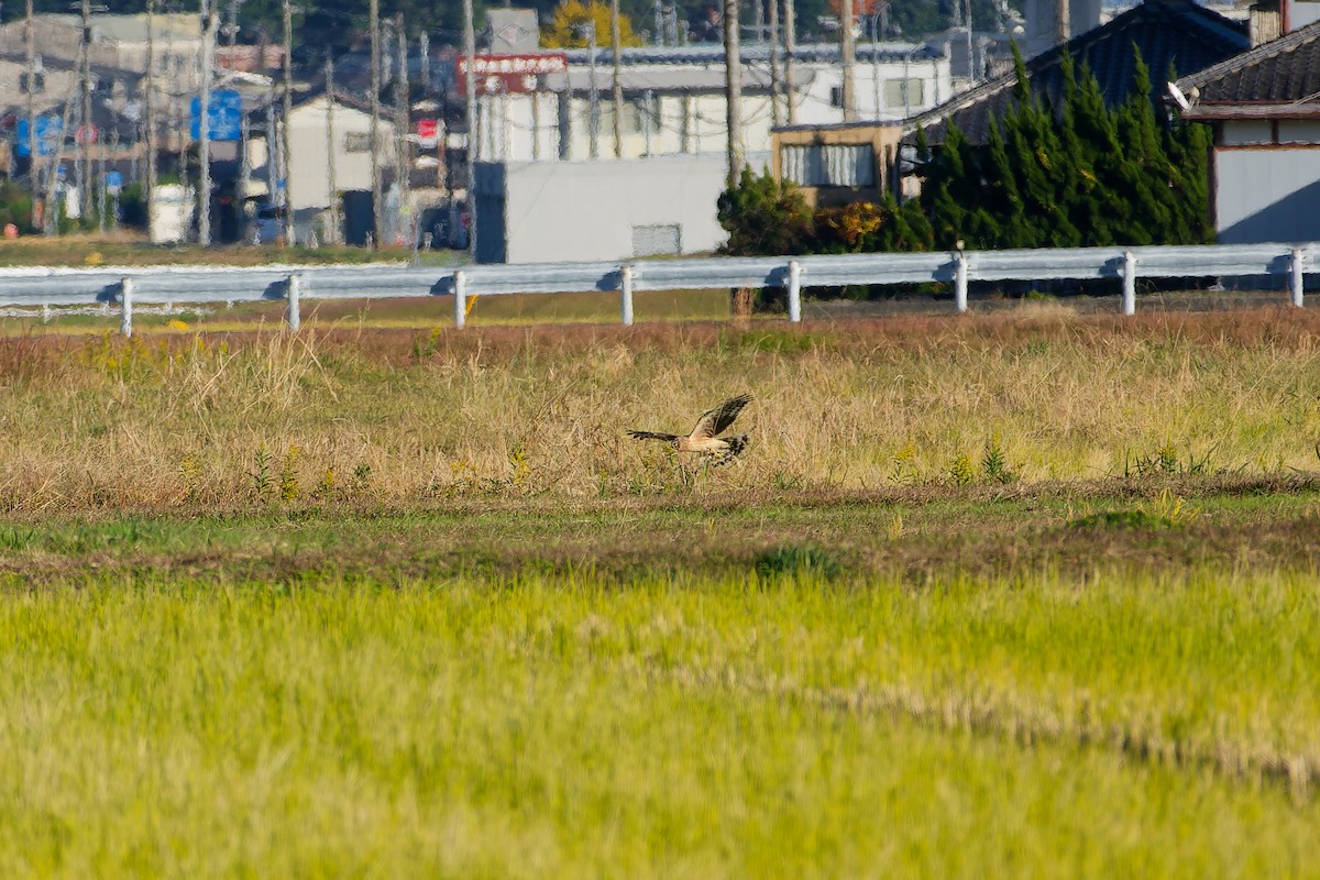 myrhauk - ML646213655