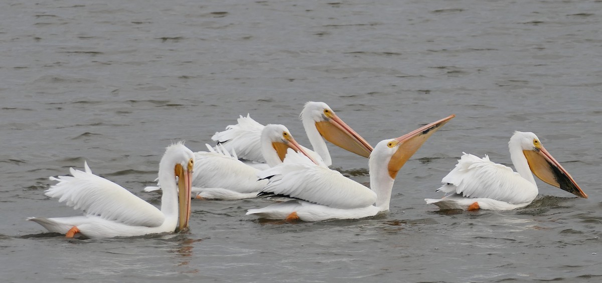 Amerika Pelikanı - ML646213657