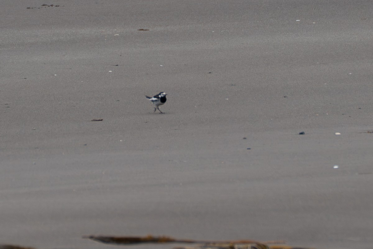 White Wagtail (Black-backed) - ML646213660