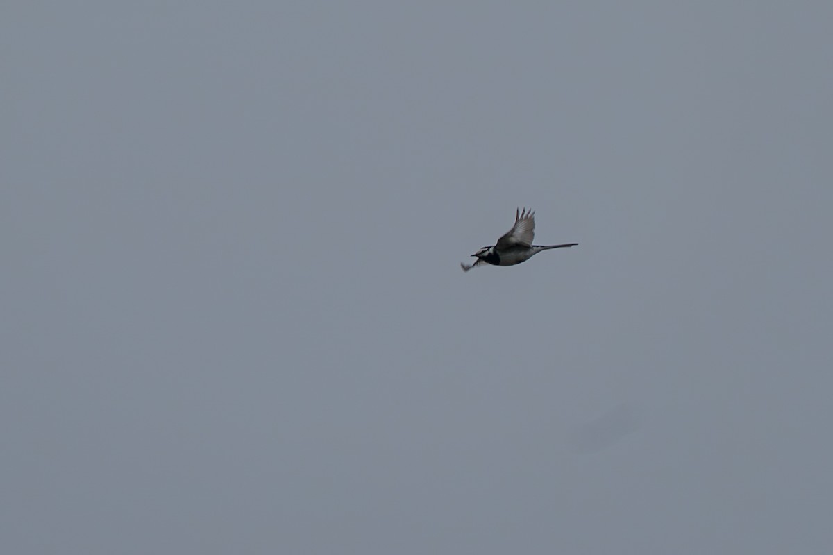 White Wagtail (Black-backed) - ML646213661