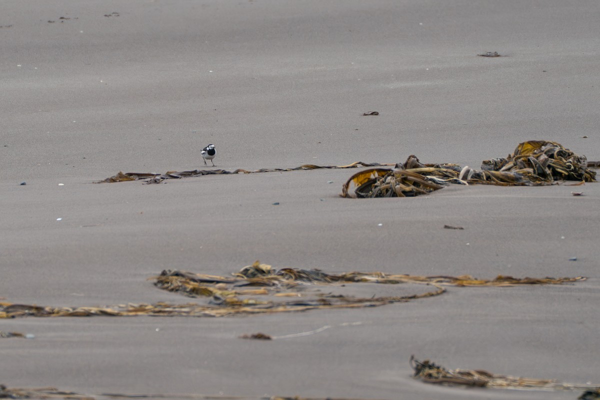 White Wagtail (Black-backed) - ML646213662