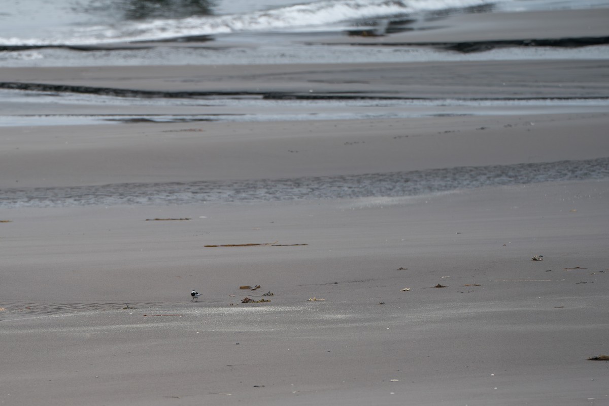 White Wagtail (Black-backed) - ML646213663