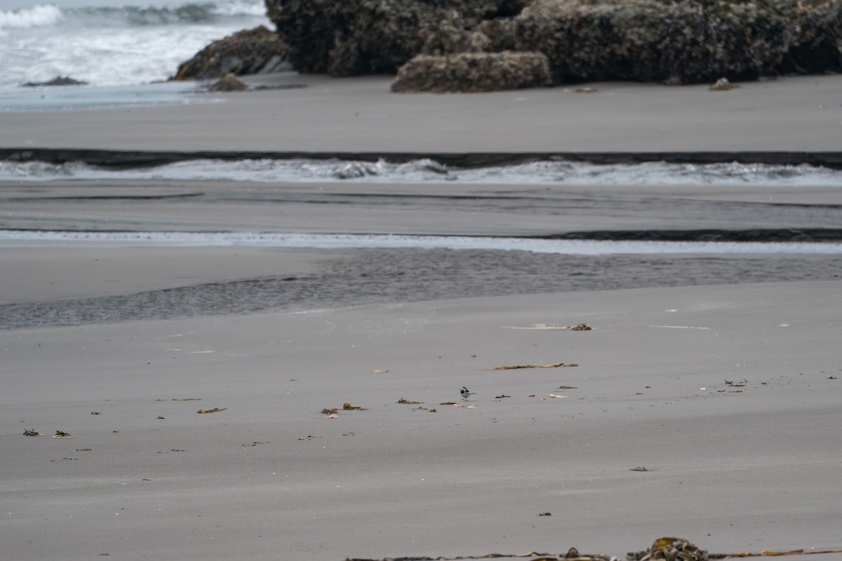 White Wagtail (Black-backed) - ML646213664