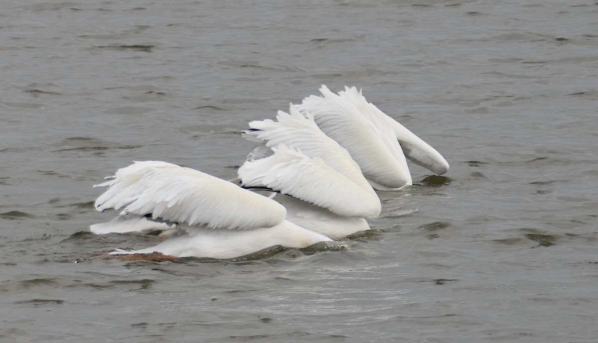 Amerika Pelikanı - ML646213665