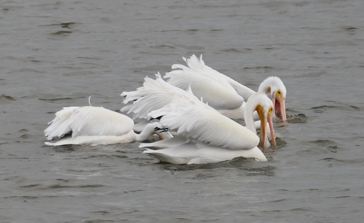 Amerika Pelikanı - ML646213666