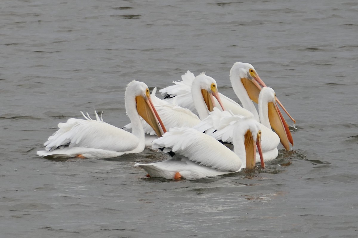 Amerika Pelikanı - ML646213672