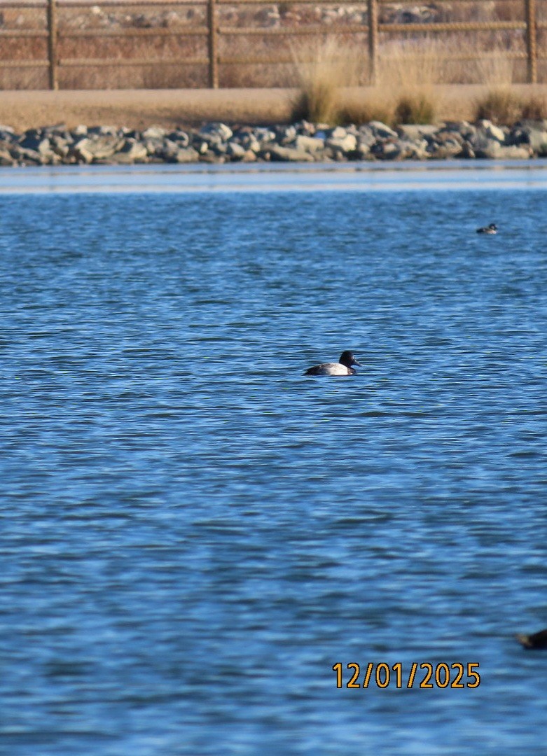 Lesser Scaup - ML646213673