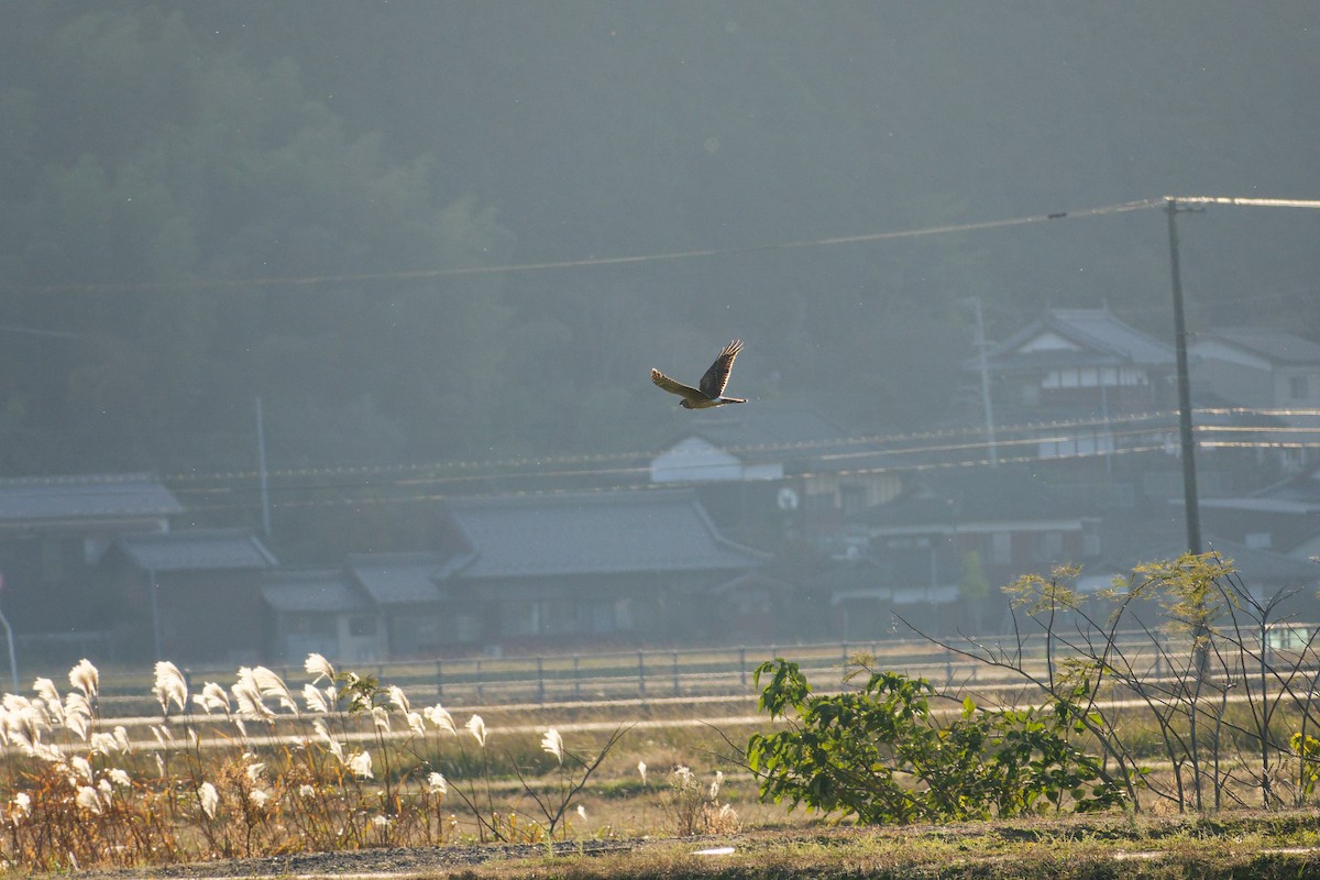 myrhauk - ML646213677