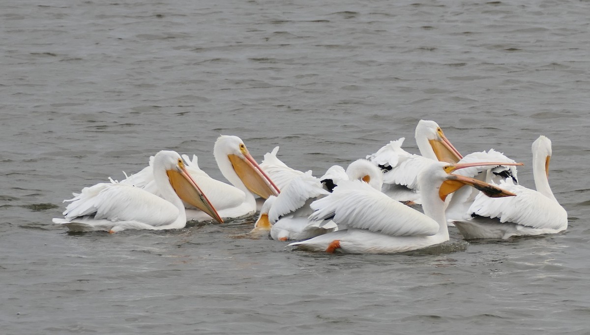 Amerika Pelikanı - ML646213678