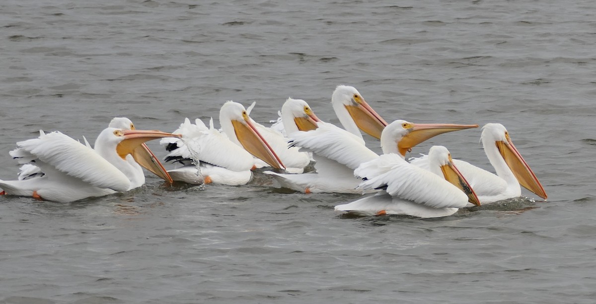 Amerika Pelikanı - ML646213681