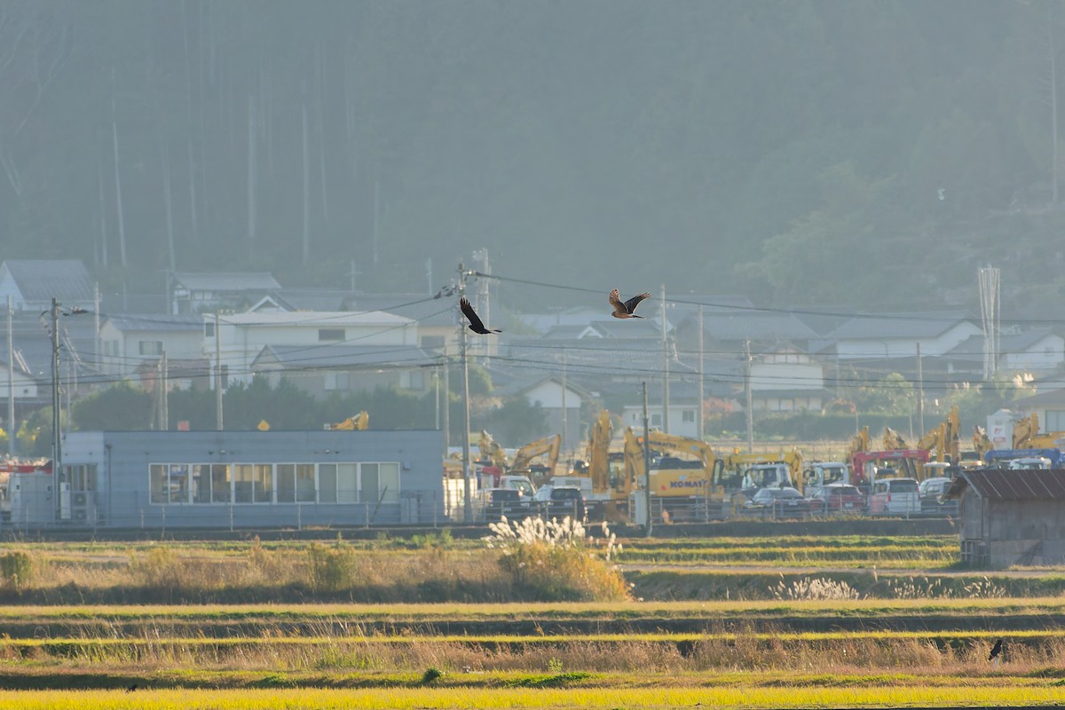 myrhauk - ML646213682