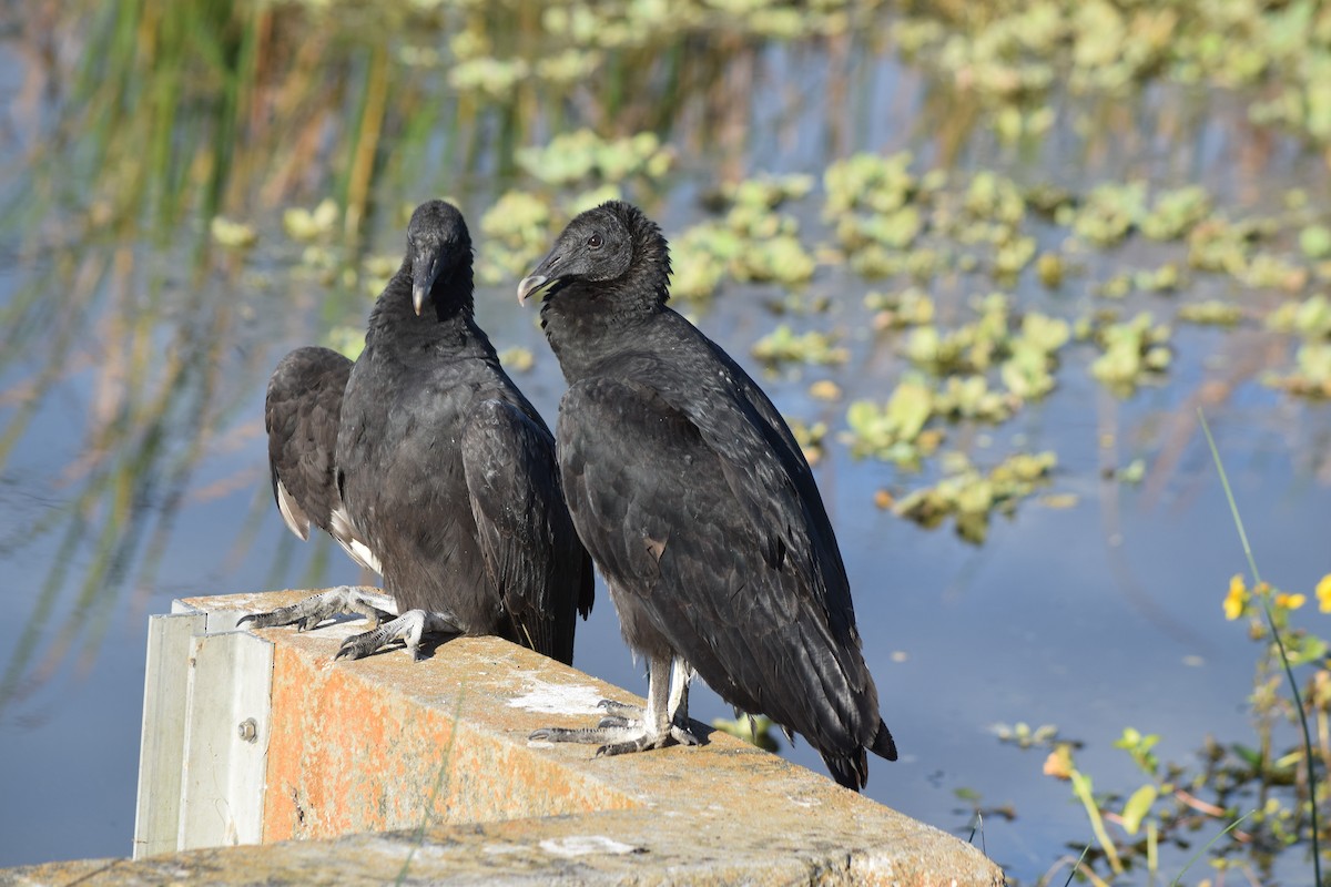 Катарта чорна - ML646213686