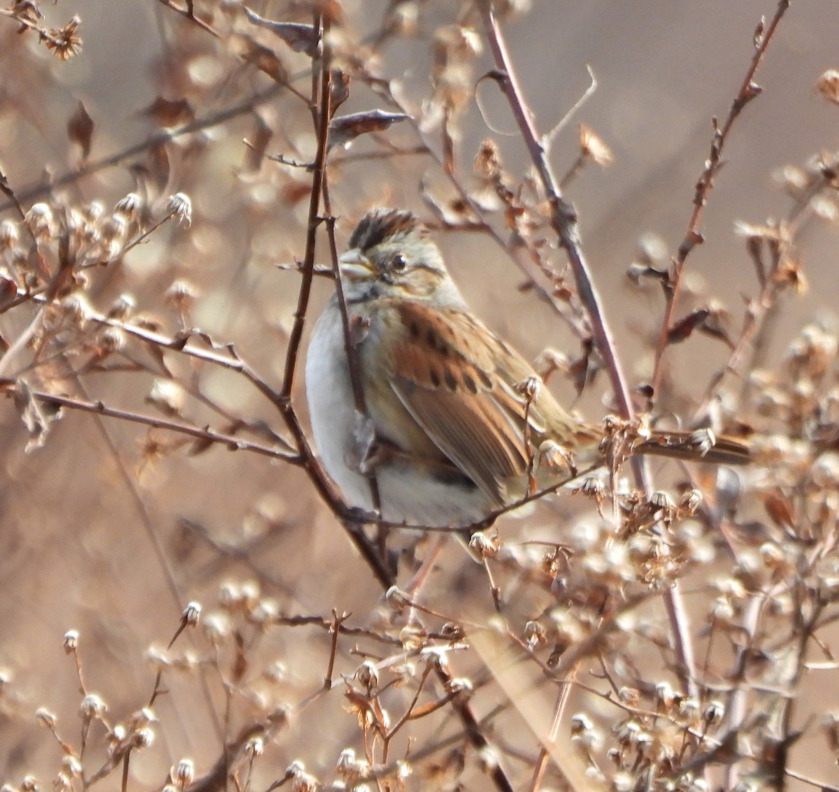 Пасовка болотяна - ML646213689
