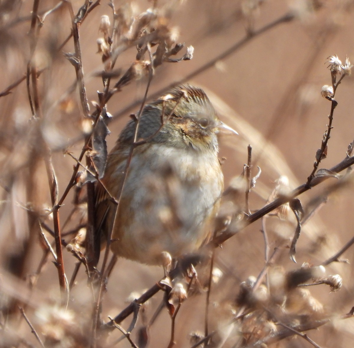 Пасовка болотяна - ML646213690