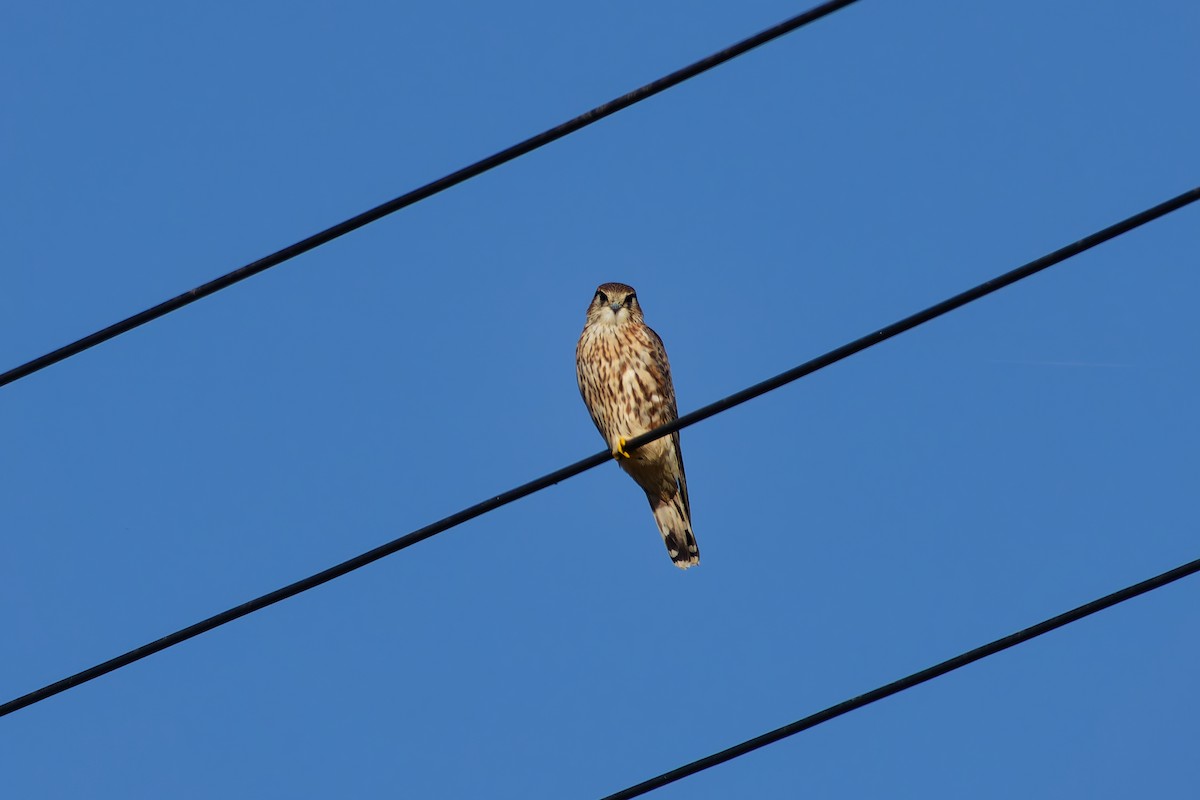 Підсоколик малий - ML646213693