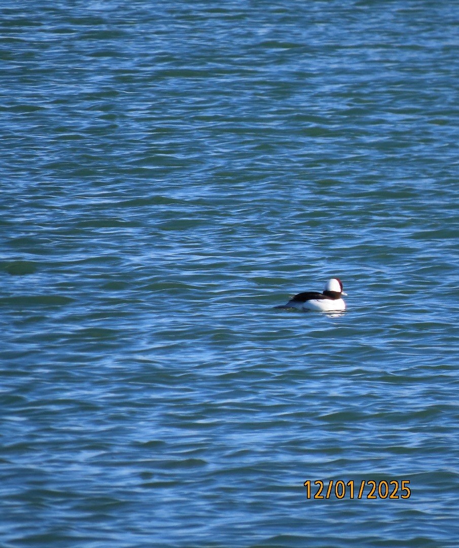 Гоголь малий - ML646213695