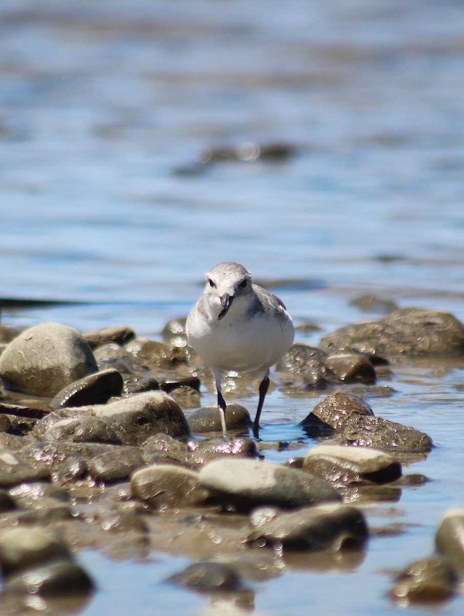 Пісочник криводзьобий - ML646213697