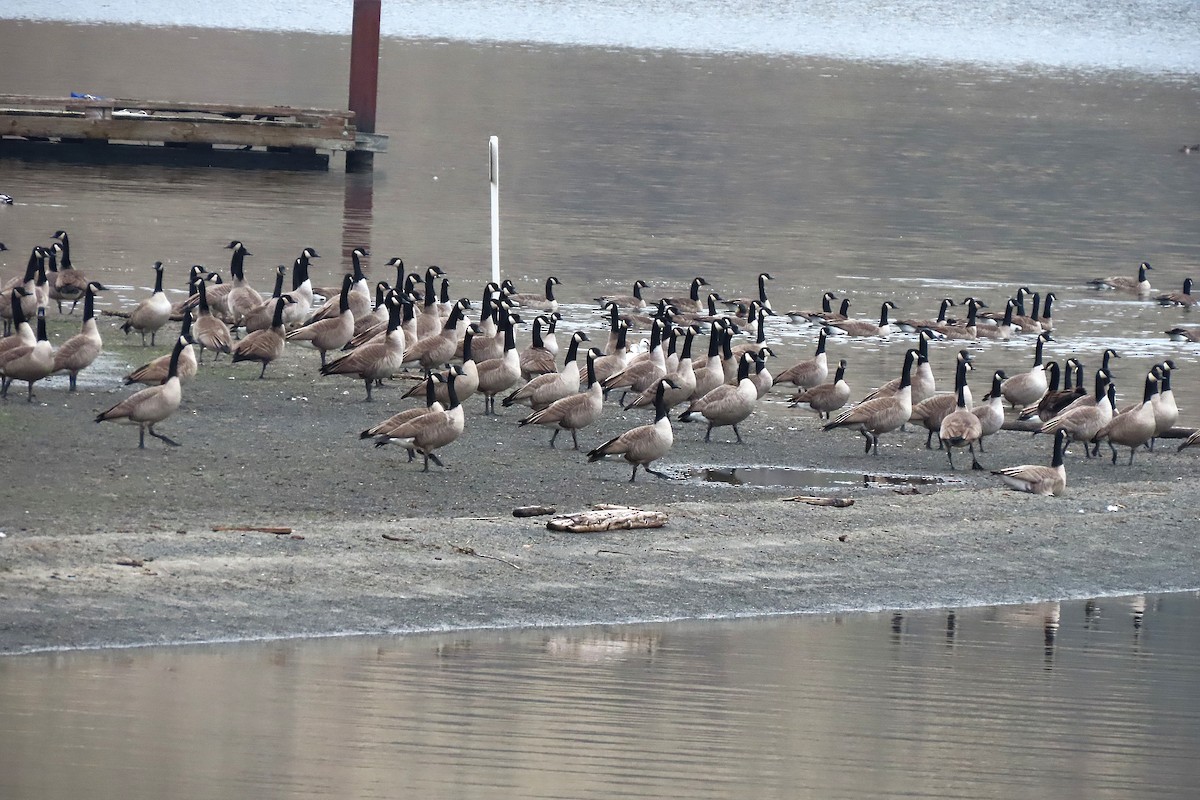 Казарка канадська - ML646213703