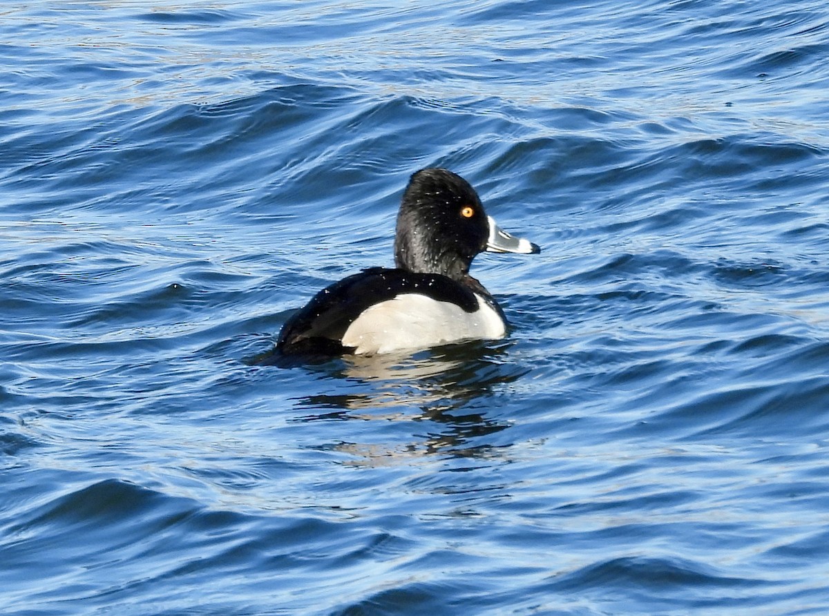 Чернь канадська - ML646213711