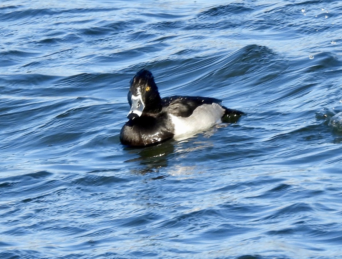 Чернь канадська - ML646213712