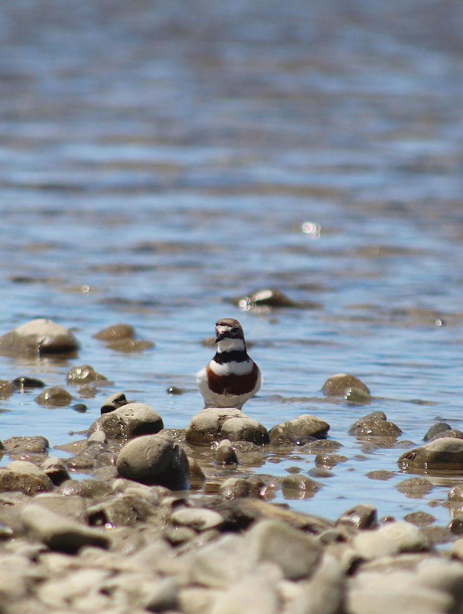 Пісочник рудоволий - ML646213713