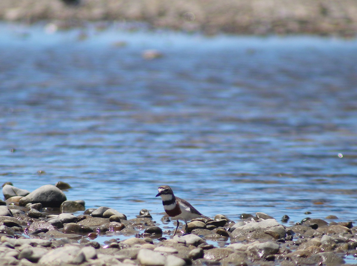 Пісочник рудоволий - ML646213716