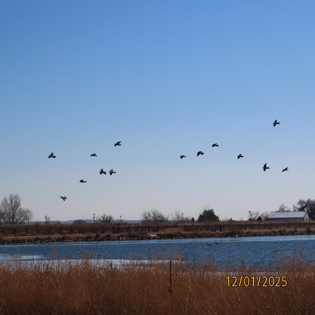 Голуб сизий (міський) - ML646213717