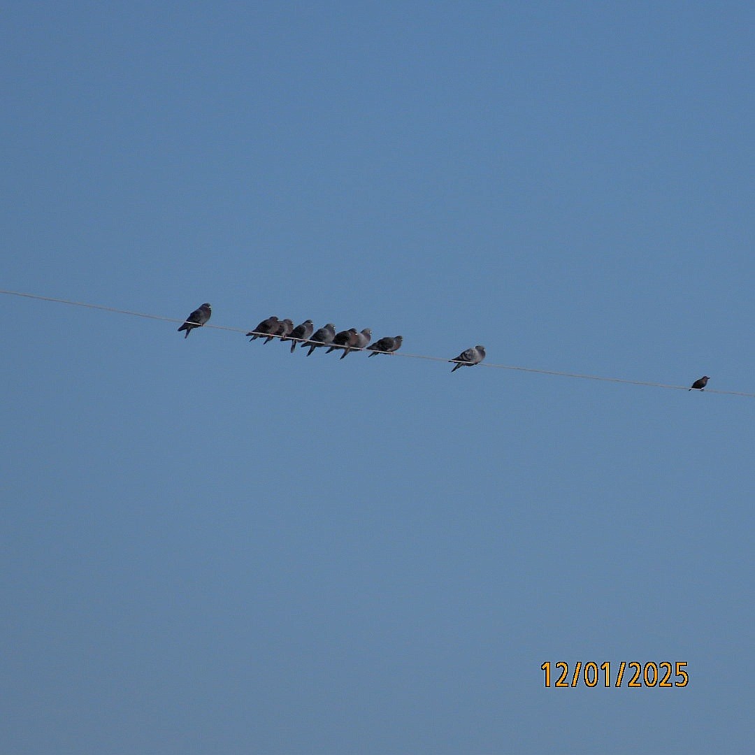 Голуб сизий (міський) - ML646213718