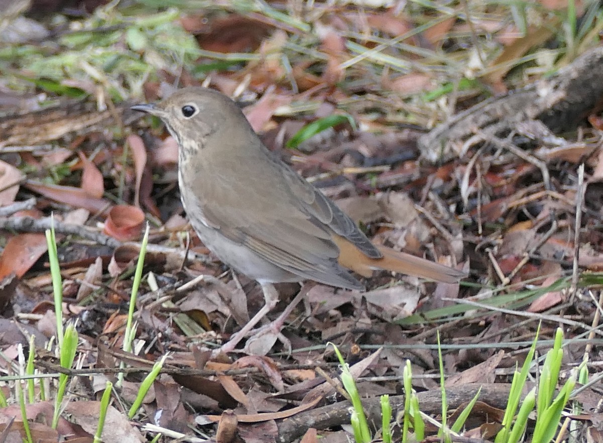 Дрізд-короткодзьоб плямистоволий - ML646213719