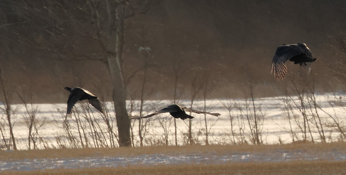 Індик великий - ML646213722
