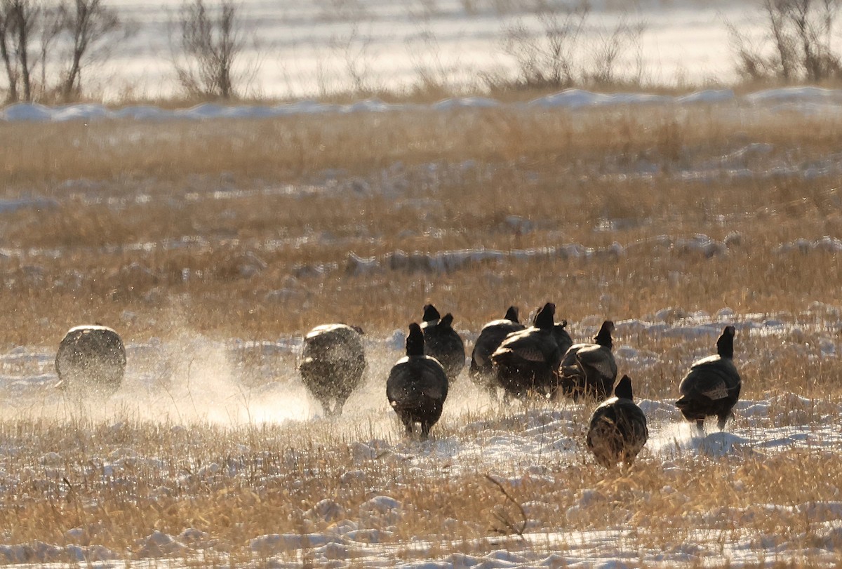 Індик великий - ML646213723