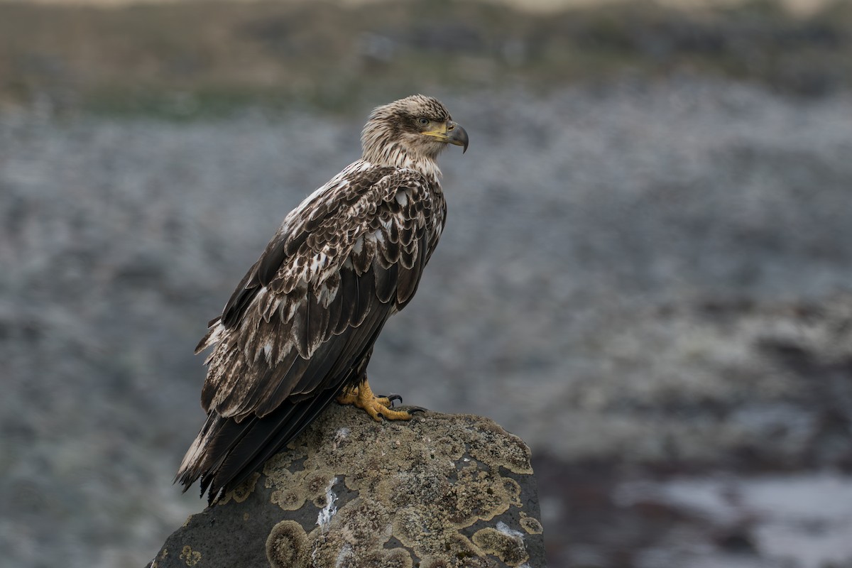 Орлан білоголовий - ML646213724