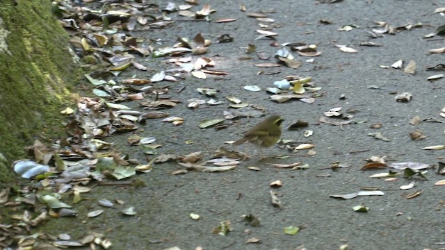 Кущовик жовтогорлий - ML646213725