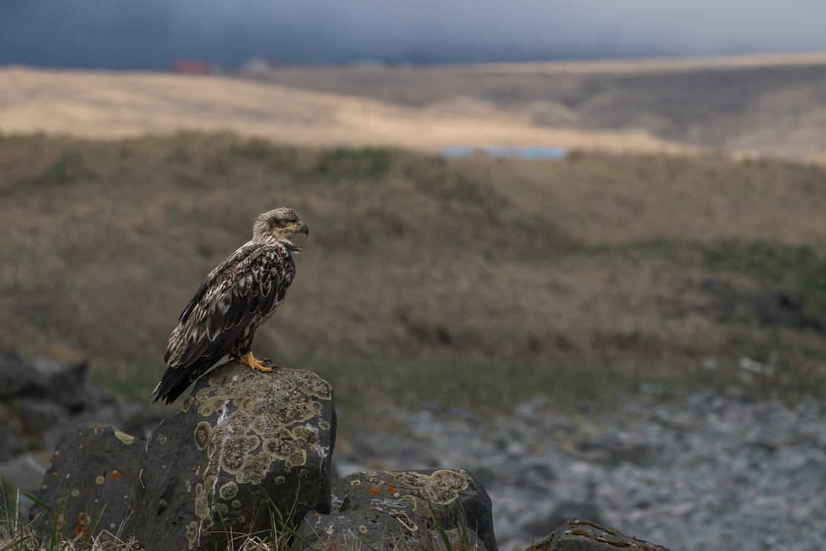 Орлан білоголовий - ML646213726