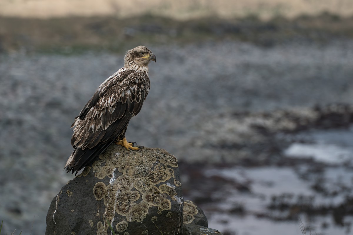 Орлан білоголовий - ML646213727