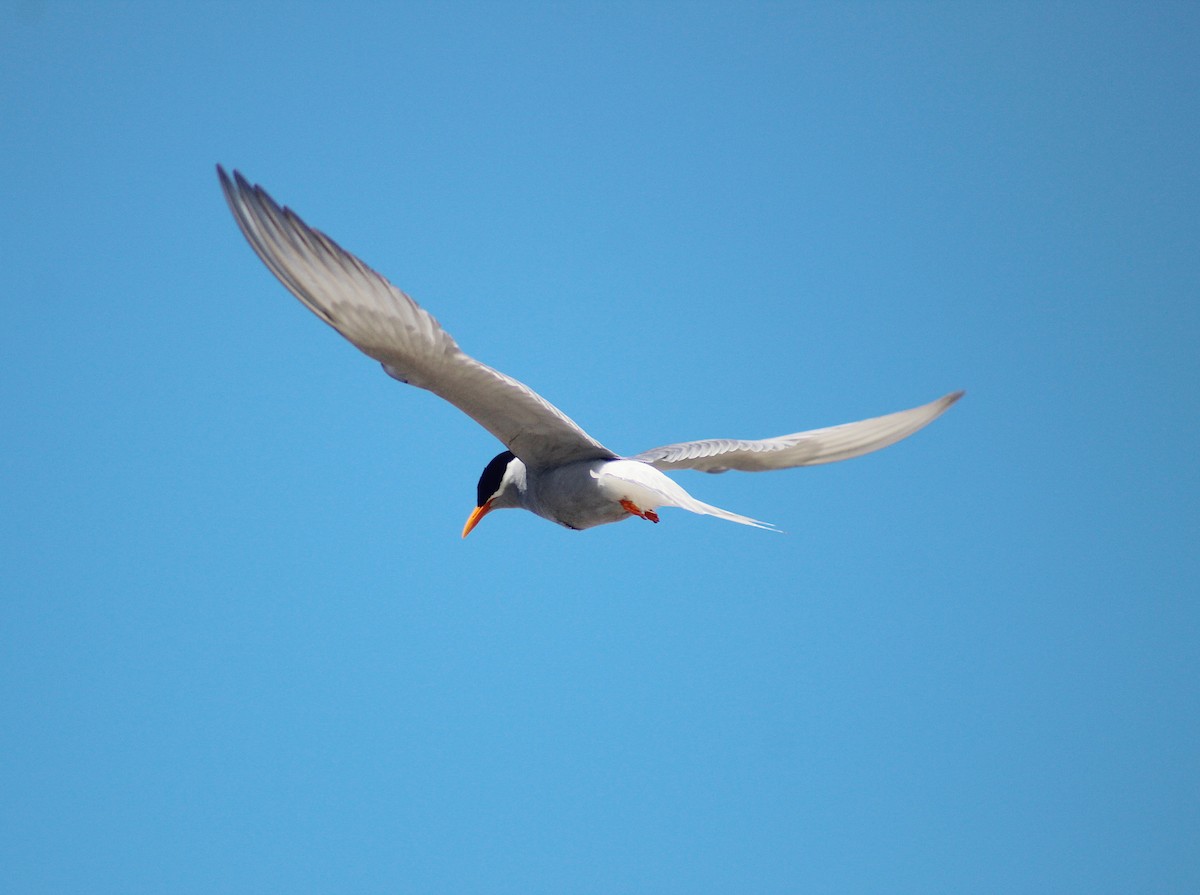 Black-fronted Tern - ML646213739