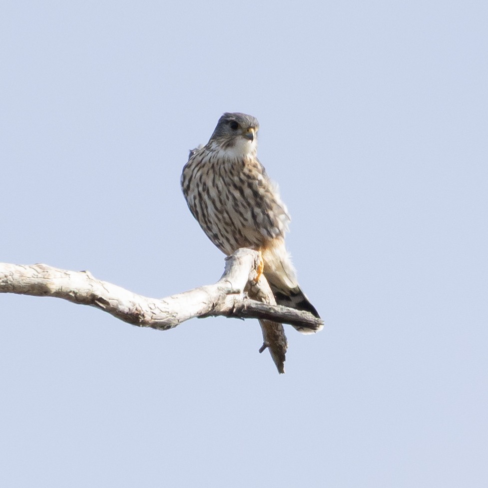 Merlin - ML646213740