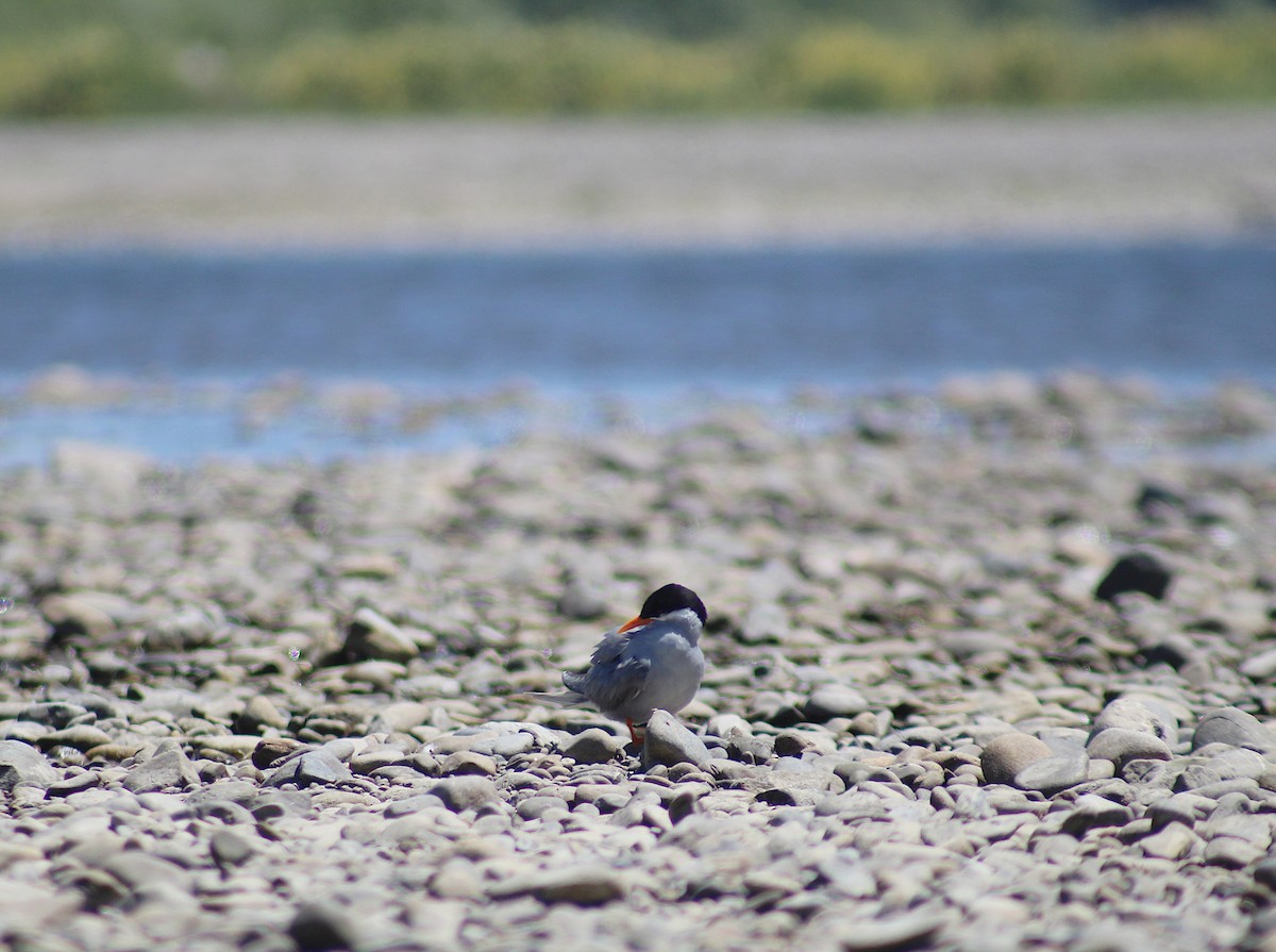 Black-fronted Tern - ML646213741