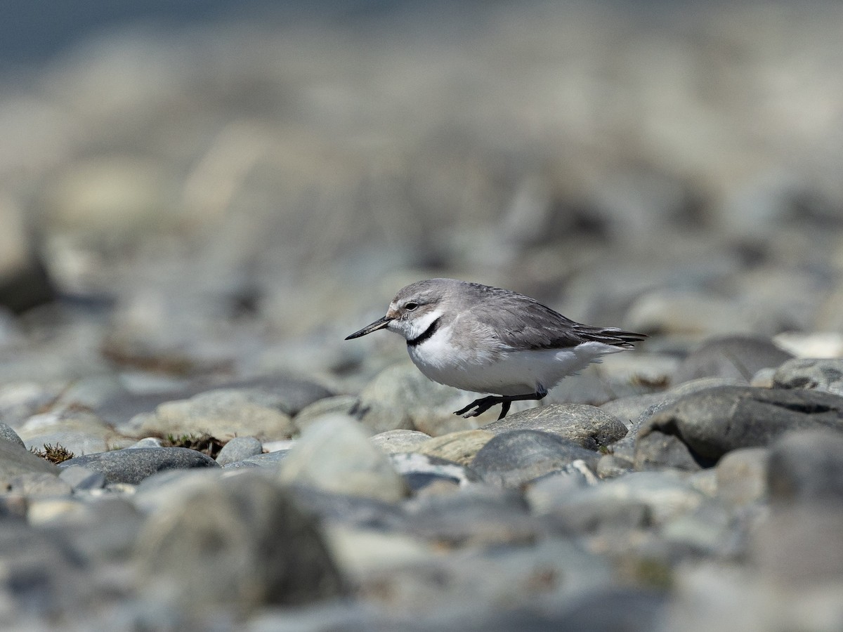 Wrybill - ML646213748