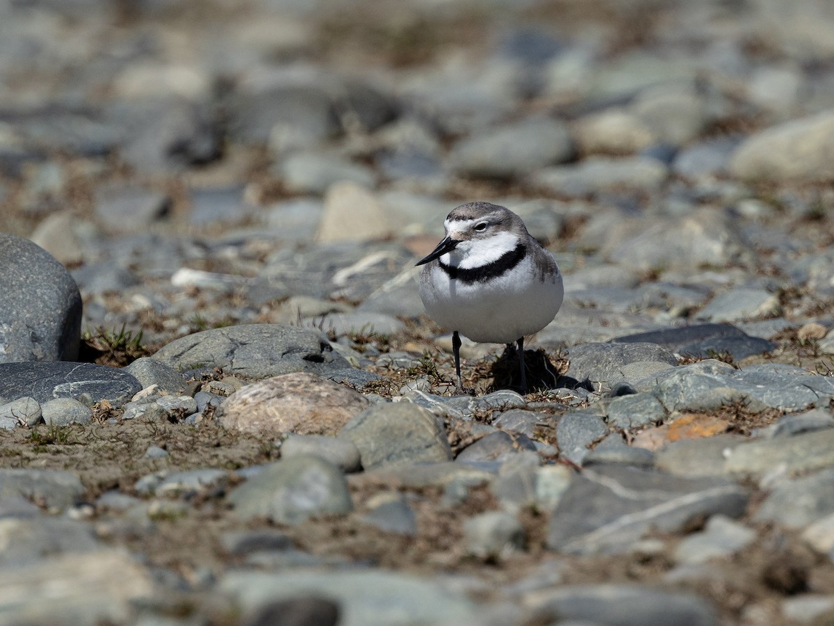 Wrybill - ML646213749