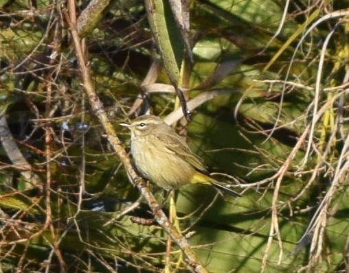 Palm Warbler - ML646213754