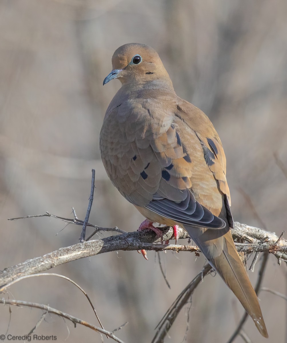 Mourning Dove - ML646213763
