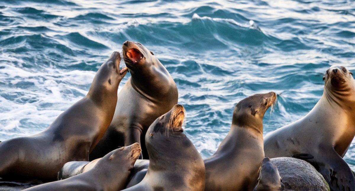 Animals - ML646213766