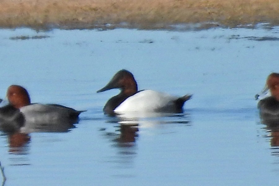 Murgilari bizkarzuria - ML646213767